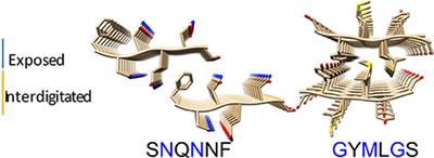 Are Amyloid Fibrils RNA-Traps? A Molecular Dynamics Perspective